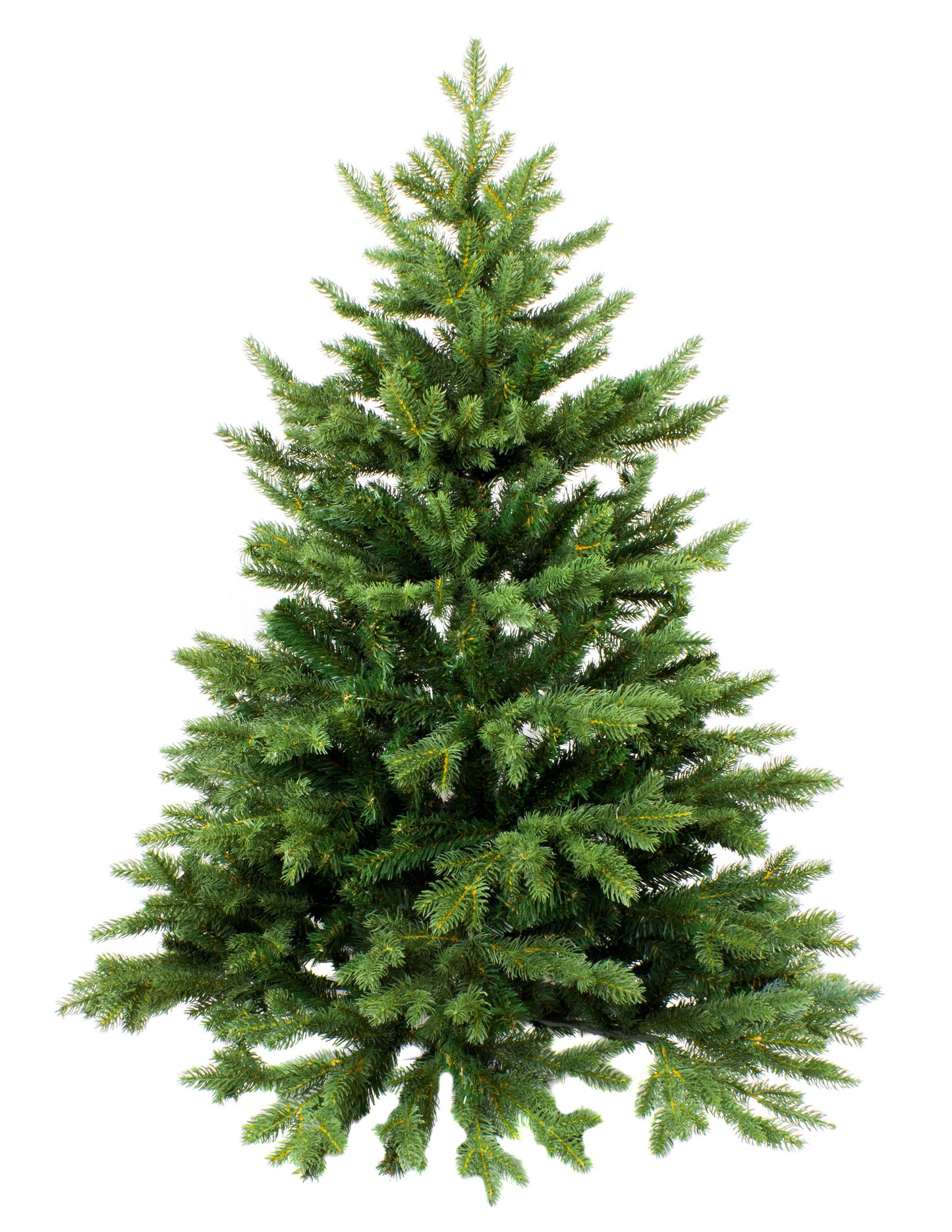 Nordmann Fir