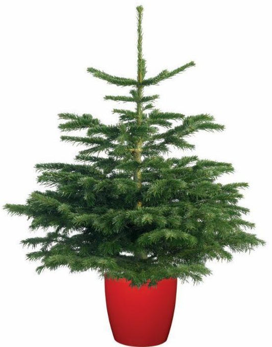 3ft-4ft Pot Grown Nordman-Fir